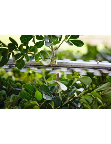 Cortasetos Stihl HSA 45 + Batería +...