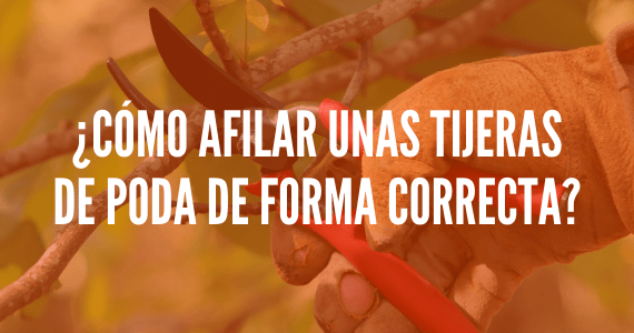 ¿Cómo afilar unas tijeras de poda de forma correcta?