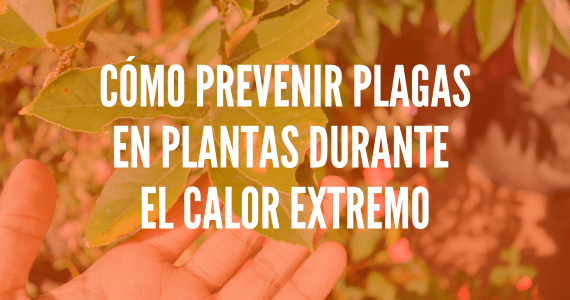 Cómo prevenir plagas en plantas durante el calor extremo